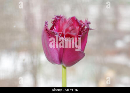 Close-up shot of purple tulip against the web on the window	 Stock Photo