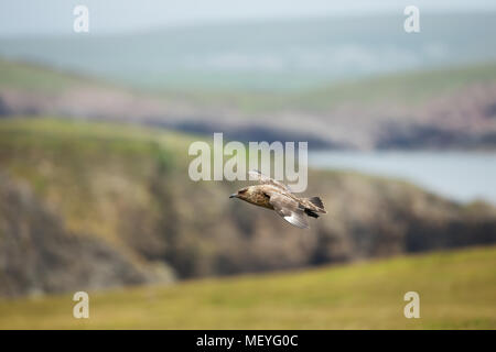 Great skua in flight, Shetland islands, UK. Stock Photo