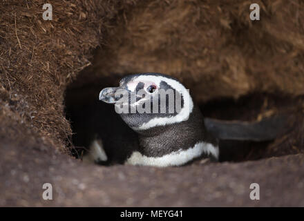 Close-up of a  Magellanic penguin (Spheniscus magellanicus) in the burrow, Falkland islands. Stock Photo