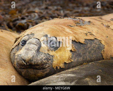 Close up of a Southern Elephant seal lying among other seals on a beach in Falkland islands. Stock Photo