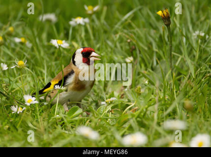 European goldfinch (Carduelis carduelis) in the meadow, summer in UK. Stock Photo