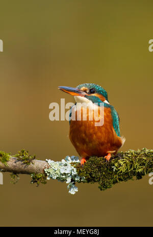 Close up of Common kingfisher (Alcedo atthis) also known as the Eurasian kingfisher, and river kingfisher perching on a mossy tree branch against colo Stock Photo