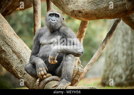 Atlanta capital of the U.S. state of Georgia,  Atlanta Zoo zoological park western lowland gorilla from lowland swamps in central Africa Stock Photo