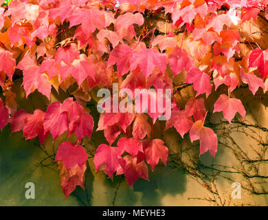 Cascading grape leaves in fall color, Dancin Vineyards, Medford, Oregon. Stock Photo