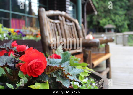 Red roses with green leaves in a flower pot next to a rustic wooden bench Stock Photo