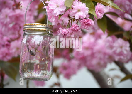 Mason jar lantern hanging in an apple tree in full bloom Stock Photo