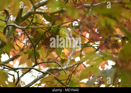View from underneath a Japanese Maple Tree Stock Photo
