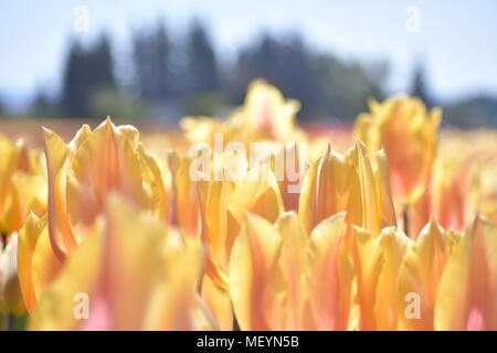 Yellow and peach striped tulips at the Wooden Shoe Tulip Festival in Woodburn Oregon Stock Photo