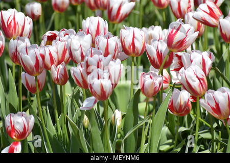 Red and white striped tulips at the Wooden Shoe Tulip Festival in Woodburn Oregon Stock Photo