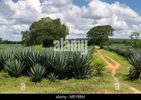 Fields with rows of sisal (Agave sisalana) plants growing with two large trees in the foreground on a sunny day, Kenya Stock Photo