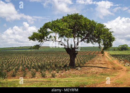 Fields of sisal (Agave sisalana) plants growing with a large tree in the foreground on a sunny day, Kenya Stock Photo