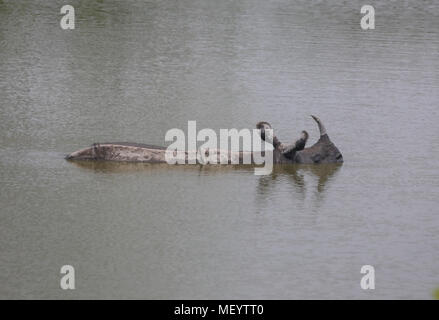 Rhino cooling off in the water - at Kaziranga Stock Photo