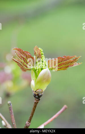 Acer velutinum The velvet maple / Persian maple leaves and flowers in early spring. UK Stock Photo