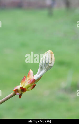 Aesculus Hippocastanum. Horse chestnut leaves emerging from the bud in early spring. UK Stock Photo