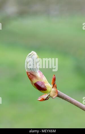 Aesculus Hippocastanum. Horse chestnut leaves emerging from the bud in early spring. UK Stock Photo