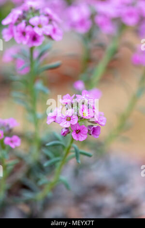 Aethionema schistosum. Fragrant Persian Stonecress / Turkish stonecress Stock Photo