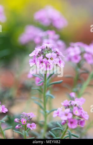 Aethionema schistosum. Fragrant Persian Stonecress / Turkish stonecress Stock Photo