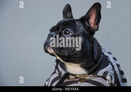 Portrait of black serious, sad, tired puppy looking. young french bulldog. cute room dog, pet. background is grey studio. Photo with dark shadow. pet  Stock Photo
