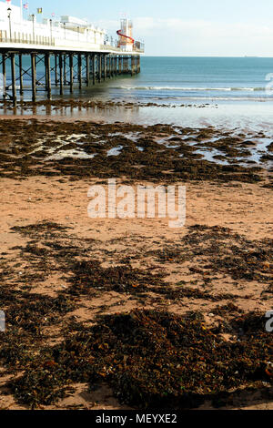 Seaweed on the beach at Paignton pier. Stock Photo