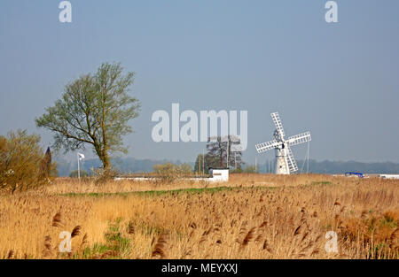 A view across reed beds towards Thurne Dyke Drainage Mill on the Norfolk Broads at Thurne, Norfolk, England, United Kingdom, Europe. Stock Photo