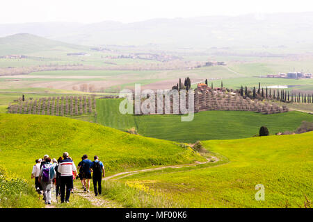 Hiking marathon through Tuscany. The fields still green, the olive trees still brown. Soon it will be the other way around. Tuscan landscape in spring, green fields, cypreses and olive trees, hiking in Tuscany, Val d'orcia Italy, UNESCO World Heritage Stock Photo