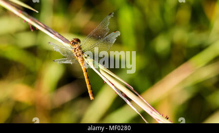 Ruby meadowhawk dragonfly resting on a prairie grass at sunset. Stock Photo