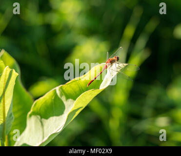 Ruby meadowhawk dragonfly warming its wings on a leaf. Stock Photo