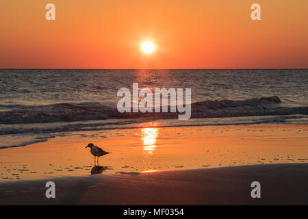 Bird Waiting Stock Photo
