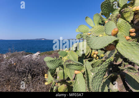 Prickly pears of the inland frame the blue sea Punta Molentis Villasimius Cagliari Sardinia Italy Europe Stock Photo