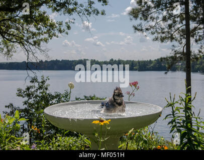 Blue jay (Cyanocitta cristata) splashes about the get clean by the lake. Stock Photo