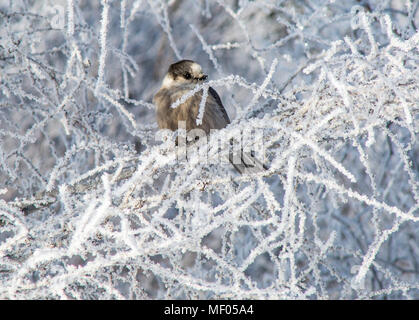 Gray jay or as they are called, Whisky Jack, sitting in a tree covered with hoar frost. Stock Photo