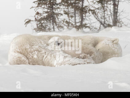 Mother tries to get some rest as her two cubs start to get active.  She is a source of food, a bed and a playpen. Stock Photo