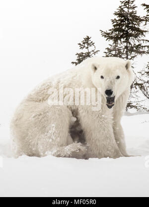 Cubs hide between Mother's legs to keep warm and to nurse.  Polar Bear mothers are very protective and nurturing with their young cubs. Stock Photo