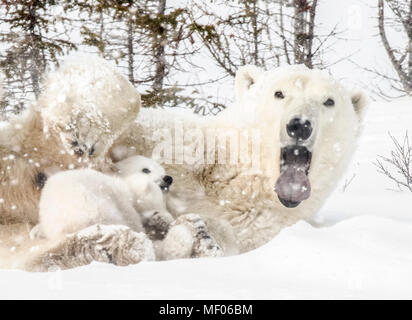 Sleepy polar bear mom cuddles and nurses her cubs. Stock Photo