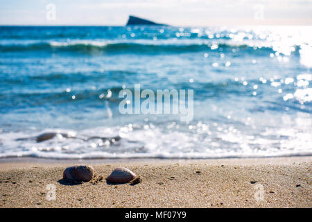 Shells on the beach Stock Photo
