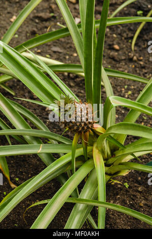 Pineapple latin name Ananas comosus a tropical plant native to South America and widely grown commercially around the world Stock Photo