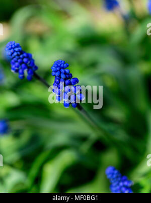 blue flower muscari flower or a mouse hyacinth, close up Stock Photo