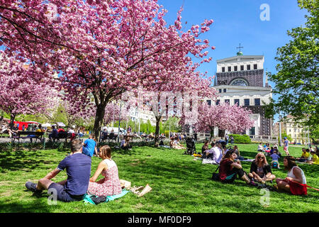 Prague Vinohrady Church of the Most Sacred Heart of Our Lord on Prague Jiriho z Podebrad Square Vinohrady, Prague park blooming cherry trees in spring Stock Photo