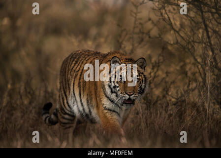 Siberian tiger female walking towards camera / Panthera tigris altaica / Young tiger / learning to hunt Stock Photo