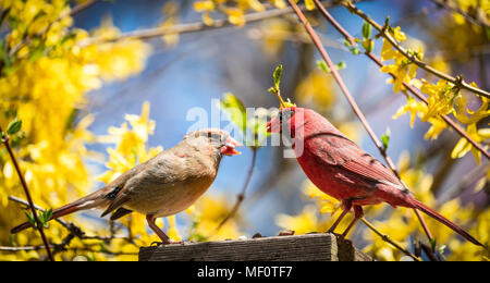 Male and Female Cardinal Birds Stock Photo