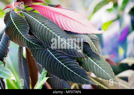 Ornamental colorful foliage, tropical plant, bicolor, with red and green leaves, sunny day, exotic botanical backdrop Stock Photo