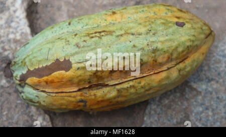 Cocoa fruit fresh, close up,Ghana Stock Photo