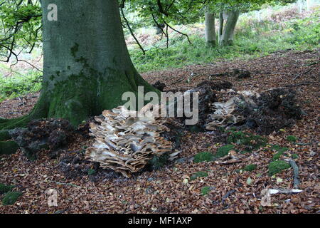 The base of a tree trunk showing the signs of a mountain pine beetle ...