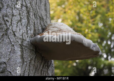 Bracket fungus growing out of a beech tree in the Kent countryside