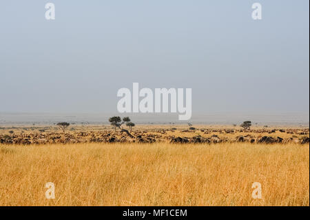 Masai Mara landscape. Wildebeest herds grazing on the savannah - golden grasslands stretch into the distant haze Stock Photo