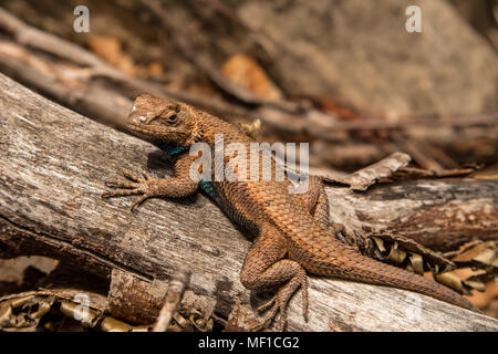 Male eastern fence lizard showing breeding coloration - Sceloporus undulatus Stock Photo