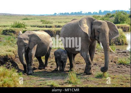 African elephant family (Loxodonta africana) returning from watering hole in the Masai Mara, Kenya Stock Photo