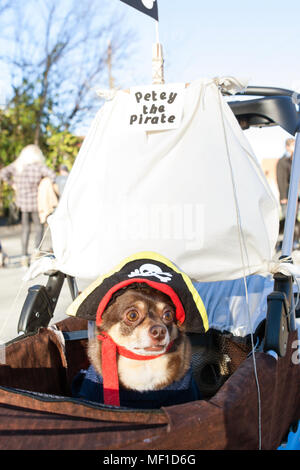 A dog dressed like a pirate sits in a baby stroller outfitted like a pirate ship at the end of a dog costume contest on December 5, 2015 in Atlanta. Stock Photo