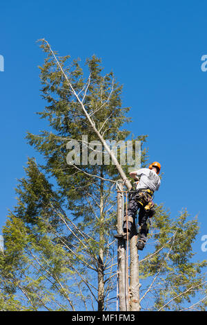 A professional arborist cutting the top off a hemlock tree as part of the process of removing the tree.