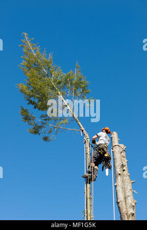 A professional arborist cutting the top off a hemlock tree as part of the process of removing the tree. Stock Photo